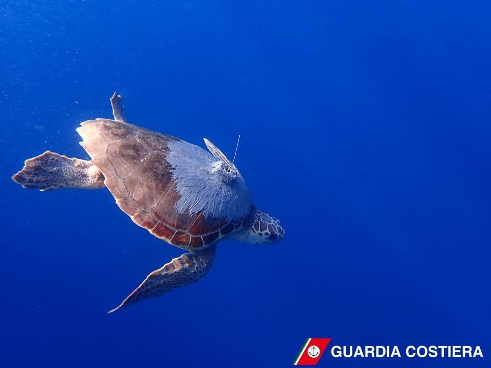 Liberata In Meloria La Tartaruga Marina Goccia Salvata 8 Mesi Fa