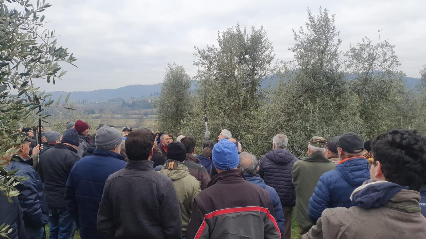 Confagricoltura Successo Per Il Corso Di Potatura Degli Olivi Tanti