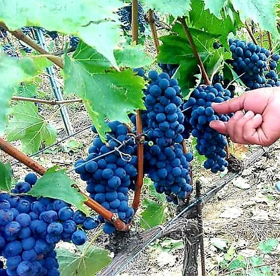 Vendemmia 2019 Ottime Le Previsioni Di Confagricoltura Toscana