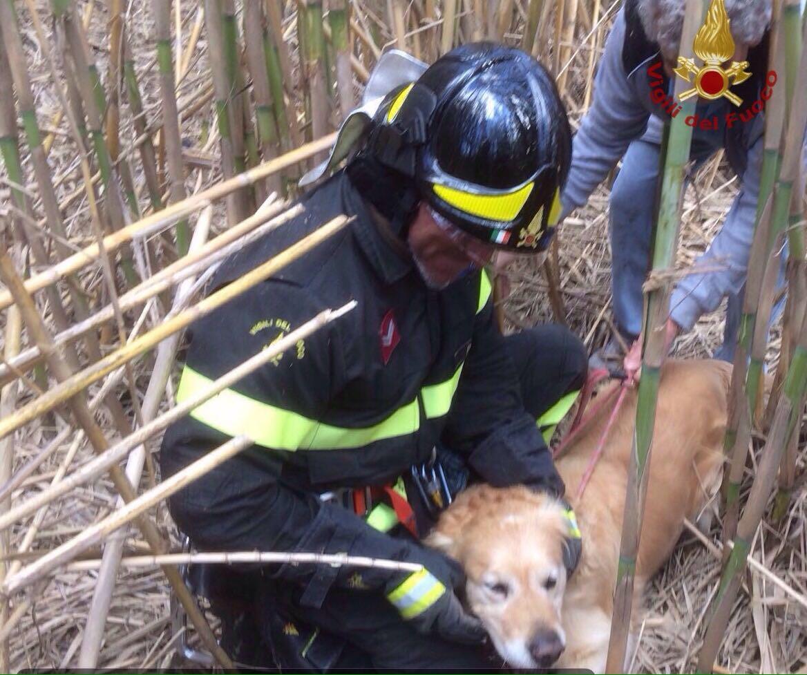 Bloccato Sull Argine Del Fiume Cane Salvato Dai Vigili Del Fuoco