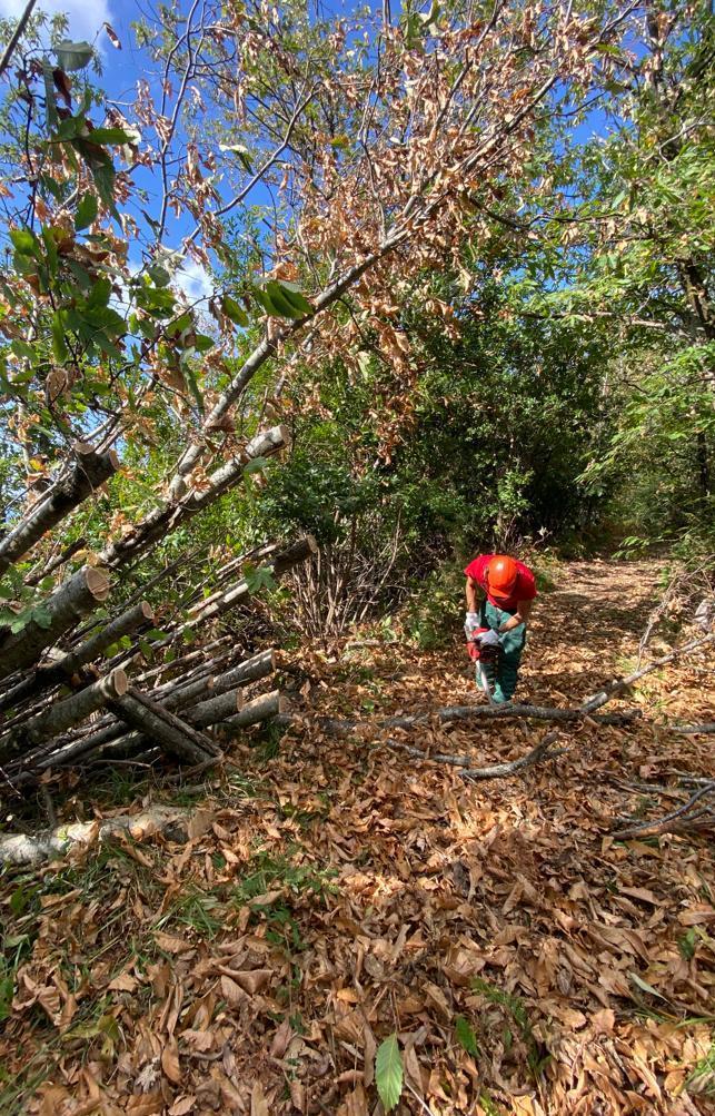 Via Gli Alberi Caduti I Sentieri Montani Tornano Agibili In Tempo Record