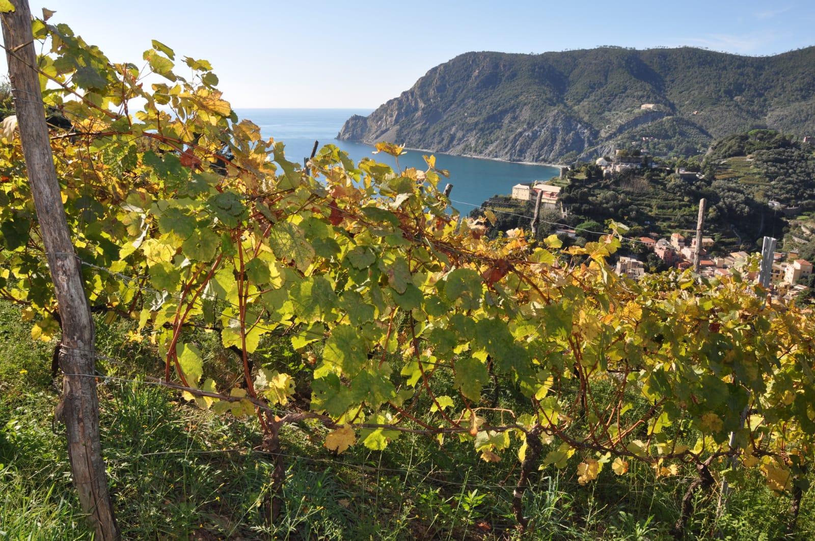 Sciacchetr E Bianco Delle Cinque Terre Sotto La Lente Dei Carabinieri