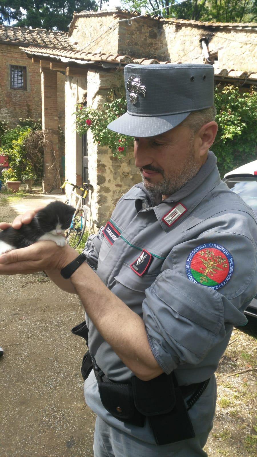 Abbandona Gattina Di Tre Settimane Sul Ciglio Della Strada Denunciato