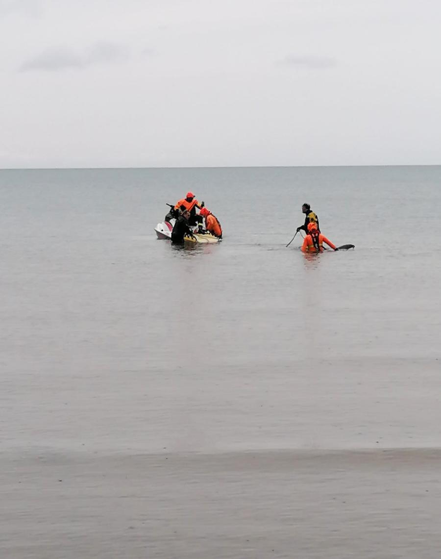 Un Raro Esemplare Di Delfino Ritrovato Spiaggiato In Maremma