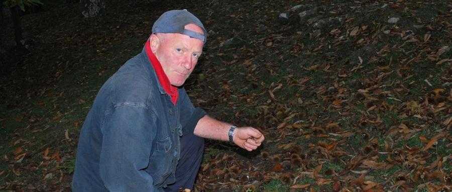 Cade Da Un Albero Batte La Testa E Muore