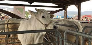 Sansepolcro Salta Anche Quest Anno La Parentesi Del Bestiame Alle