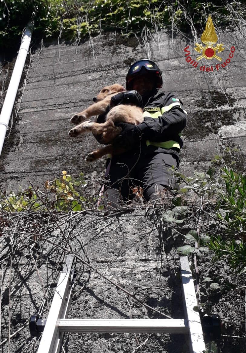 Cane Scivola Per Metri Nella Scarpata Salvato Dai Vigili Del Fuoco