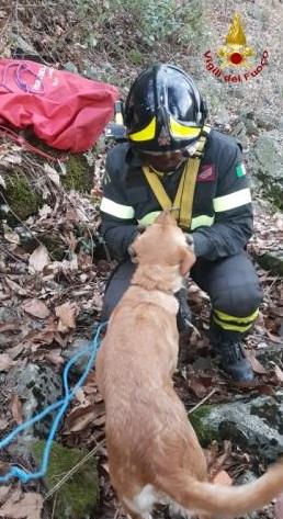 Cane Bloccato Su Un Dirupo Salvato Dai Vigili Del Fuoco