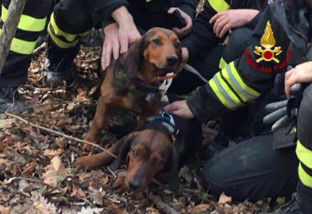 Cagnolino Rimane Imprigionato Nella Tana Di Un Istrice Salvato Dai