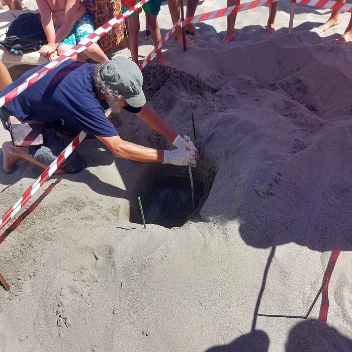 Tartaruga Caretta Caretta Deposte Uova Tra Gli Ombrelloni A Massa