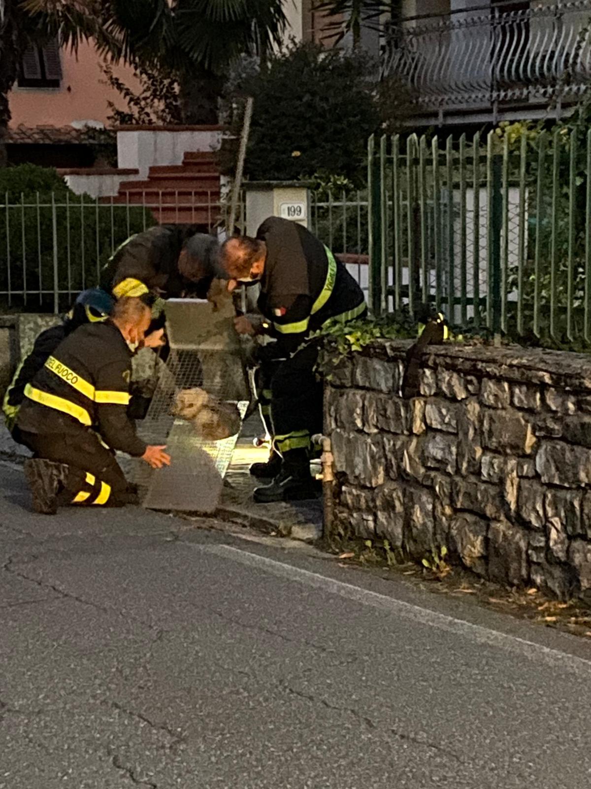 Un Paese E I Vigili Del Fuoco Salvano Un Gatto Investito