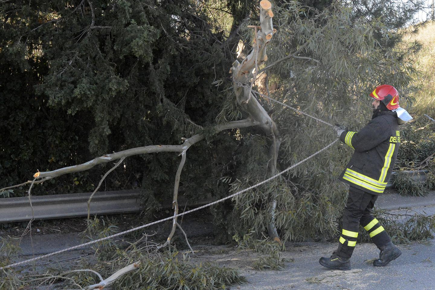 Vento A Raffiche Alberi A Rischio Crollo