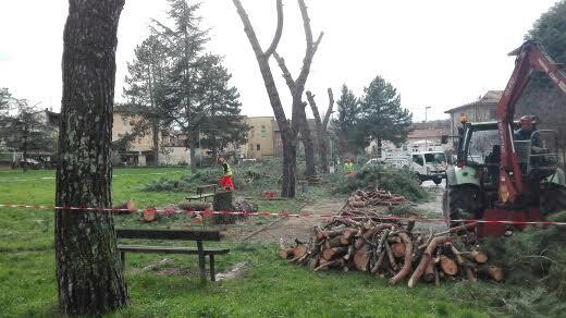 Levane Dopo La Caduta Di Un Albero Per Il Maltempo La Decisione Di