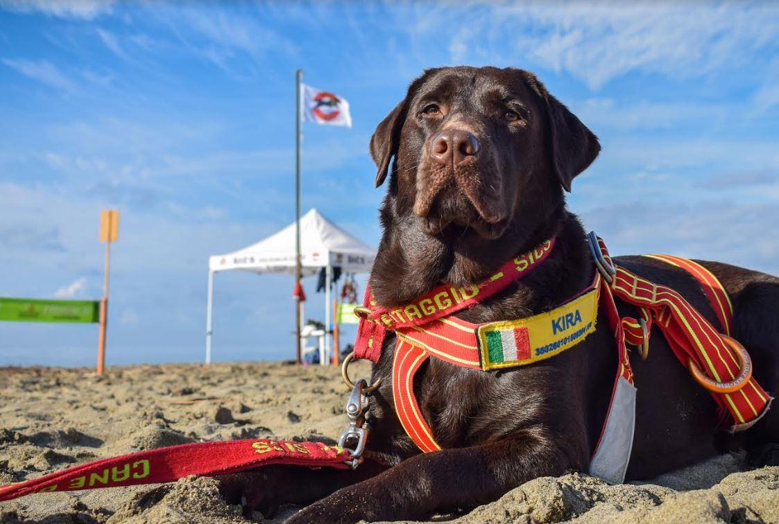 A Tirrenia Il Nuovo Campo Di Addestramento Per I Cani Bagnini