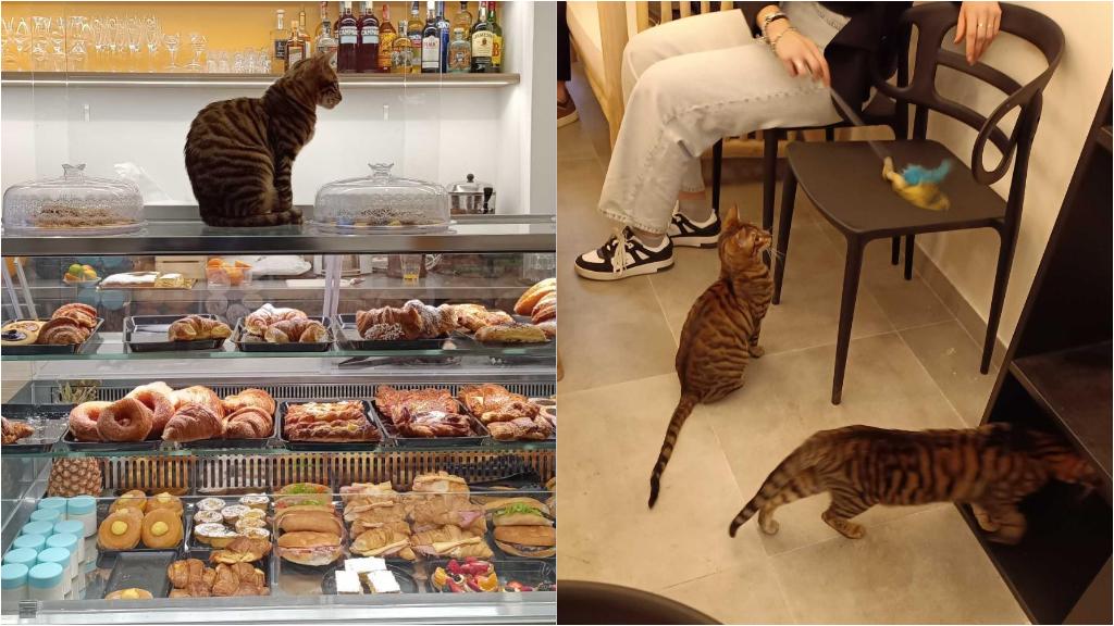 Un Caff In Compagnia Dei Gatti A Firenze Impazza Il Cat Caf