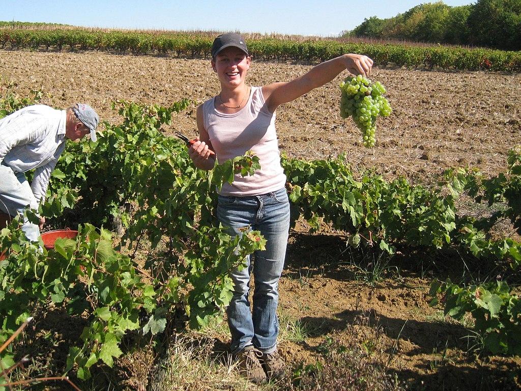 L Allerta Degli Agronomi Un Annata Complicata Per La Vendemmia