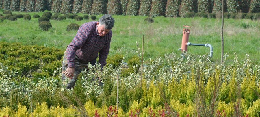 I Vivaisti Strizzano Locchio Ai Fondi Del Pnrr