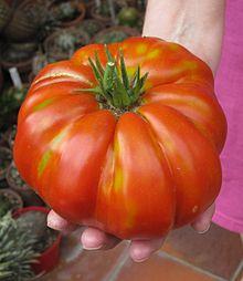 Agricoltura Ottima Annata Per Il Pomodoro Da Industria Toscano