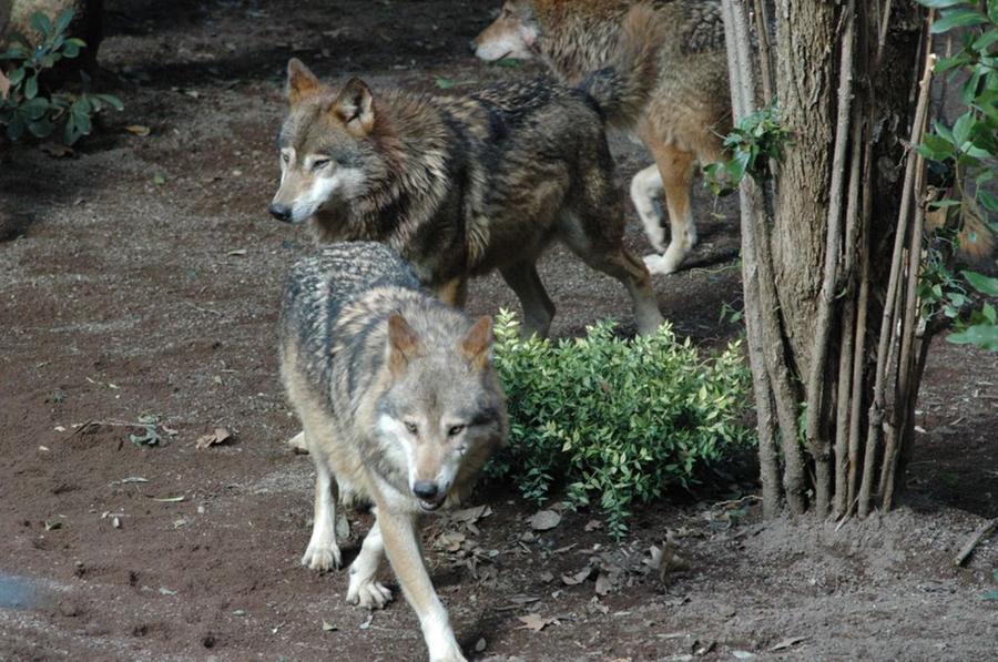 Lupi in Toscana avvistamenti in tutta la regione È emergenza animali