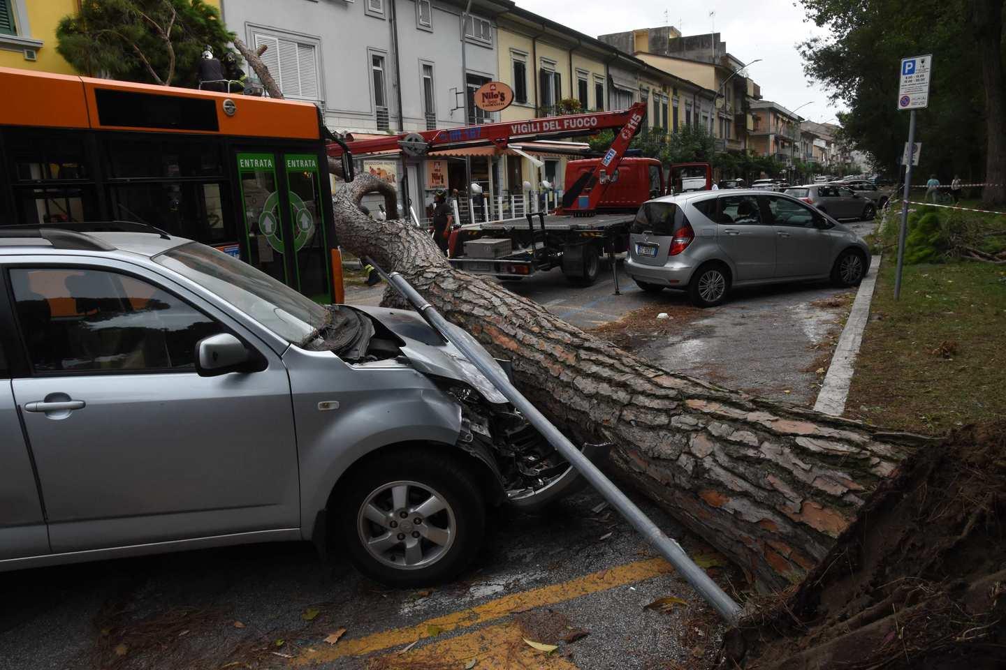 Maltempo Pino Crolla In Strada A Viareggio Paura E Danni Tre Feriti