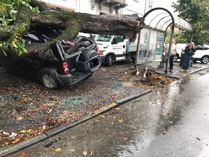 Maltempo Caduto Platano Su Un Auto