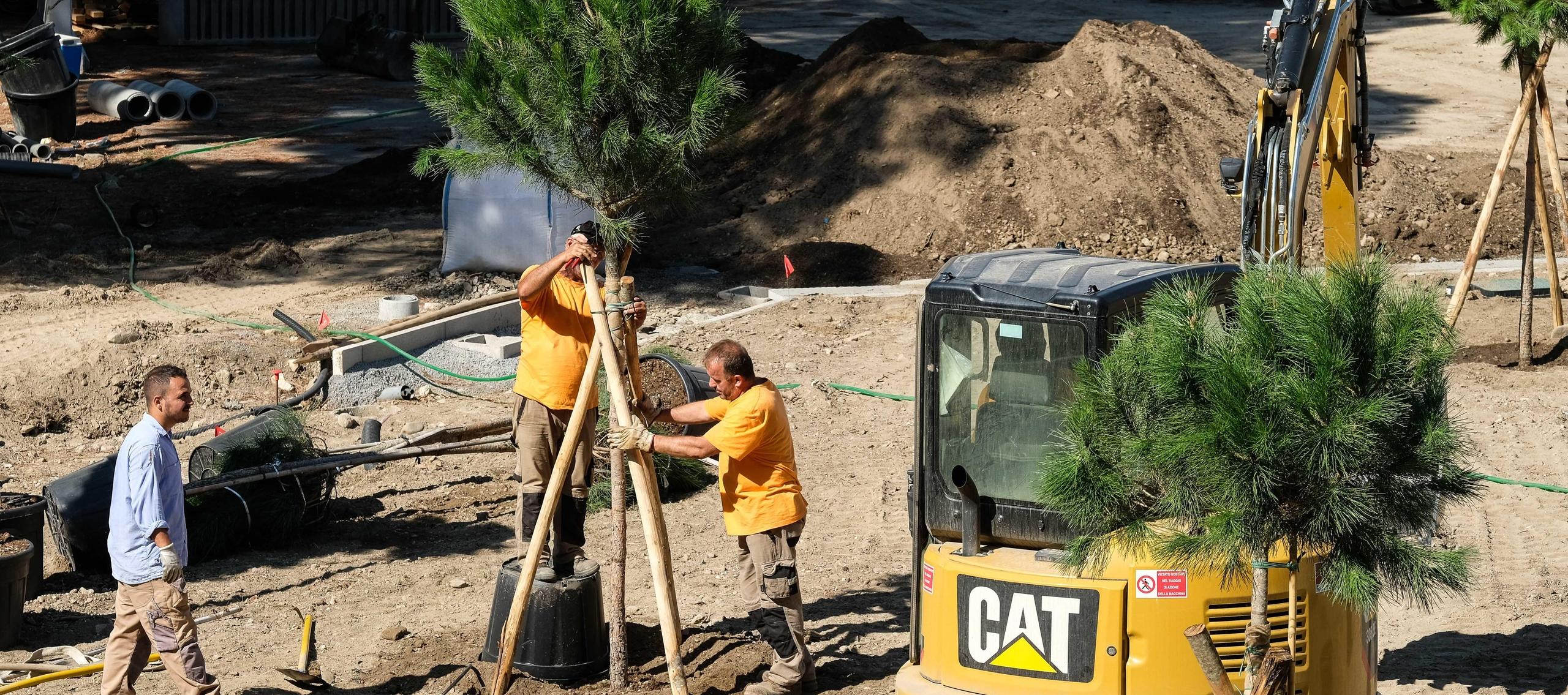 Il Comune Stanzia Un Milione Per Piantare 725 Nuovi Alberi