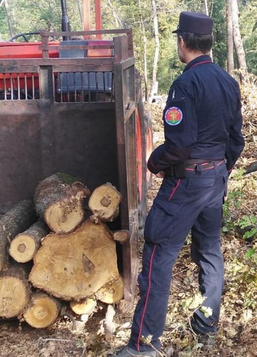 Scoperto Taglialegna Che Lavorava In Nero Maxi Multa Al Titolare