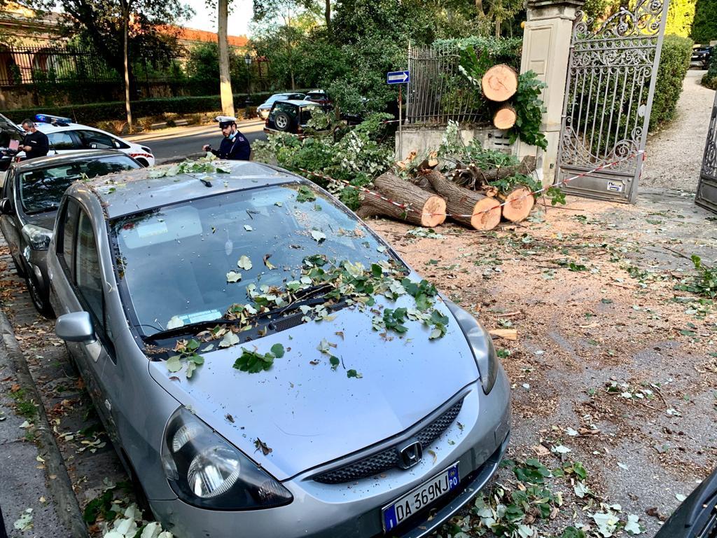 Crolla Un Albero Danni Alle Auto In Sosta