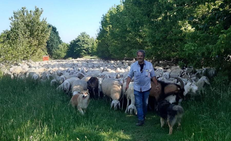 Lupi Fanno Strage Di Pecore In Pieno Giorno