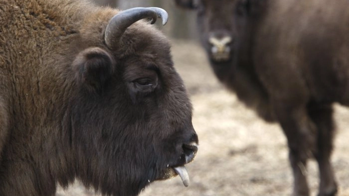 Un bisonte (foto repertorio Ansa)