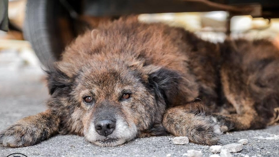 Cani abbandonati (foto di repertorio)