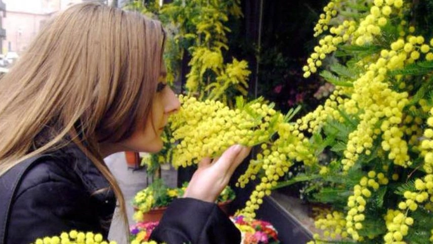 Mimosa, fiore simbolo della festa della donna 