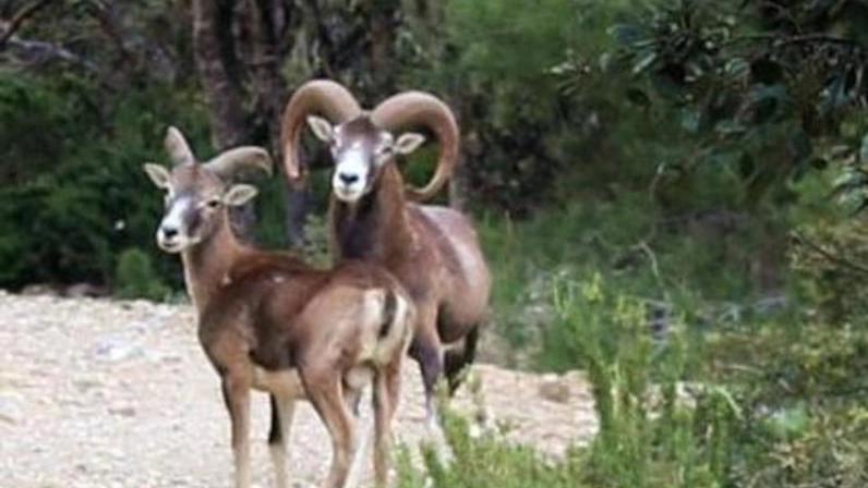 Mufloni al Giglio