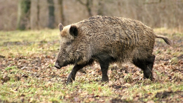 Cinghiale in una foto LNDC