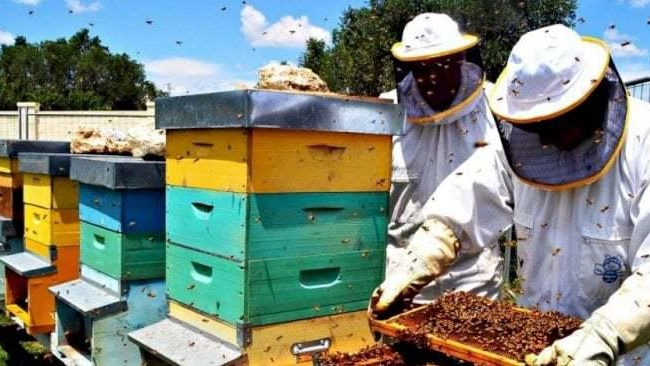 Le due facce dell apicoltura Aumentano le aziende ma crolla la