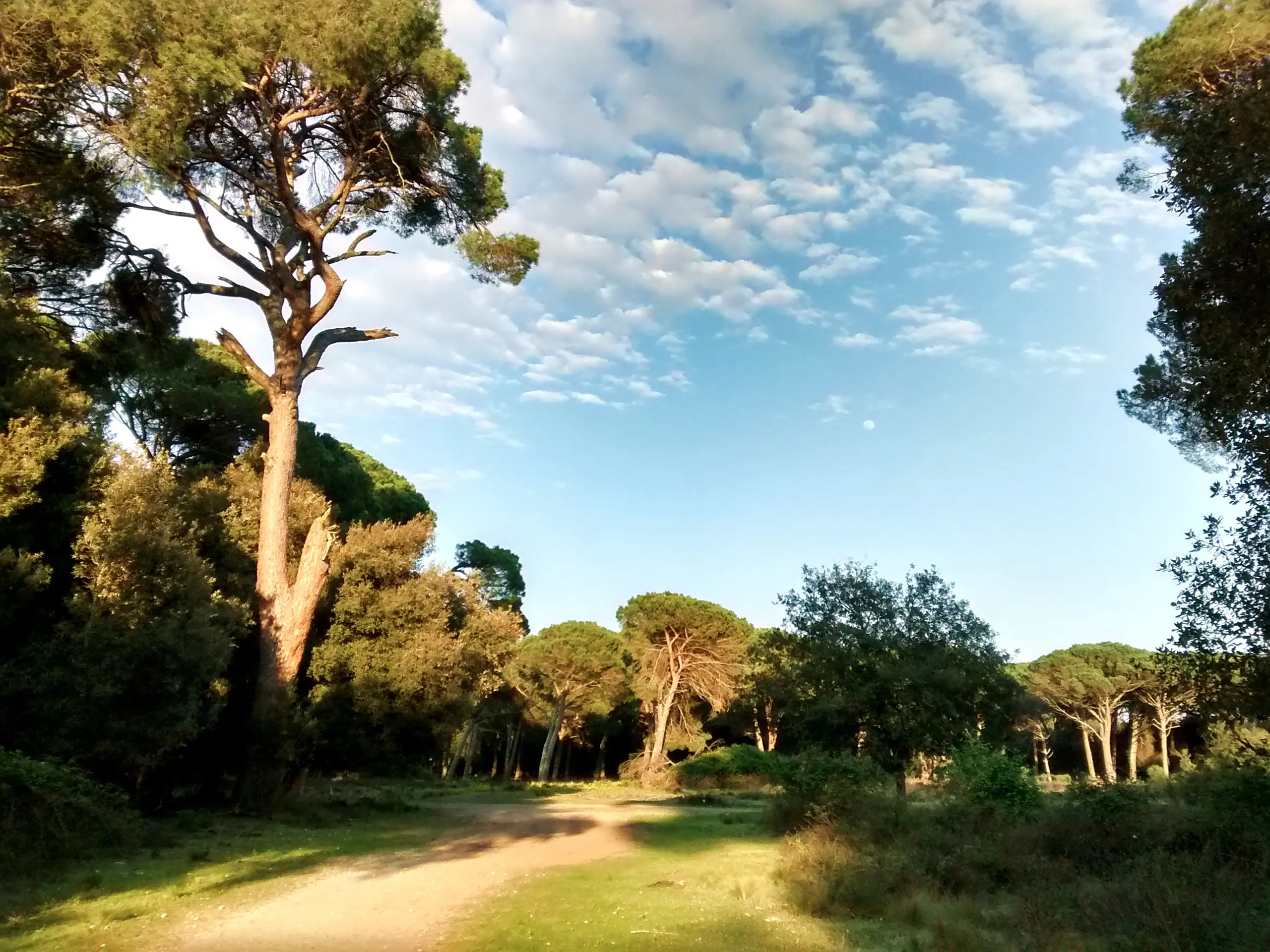 San Rossore, concluso il censimento dei volatili del Parco: individuate 291 specie