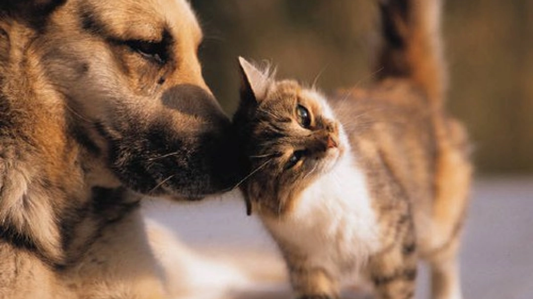 Un cane e un gatto