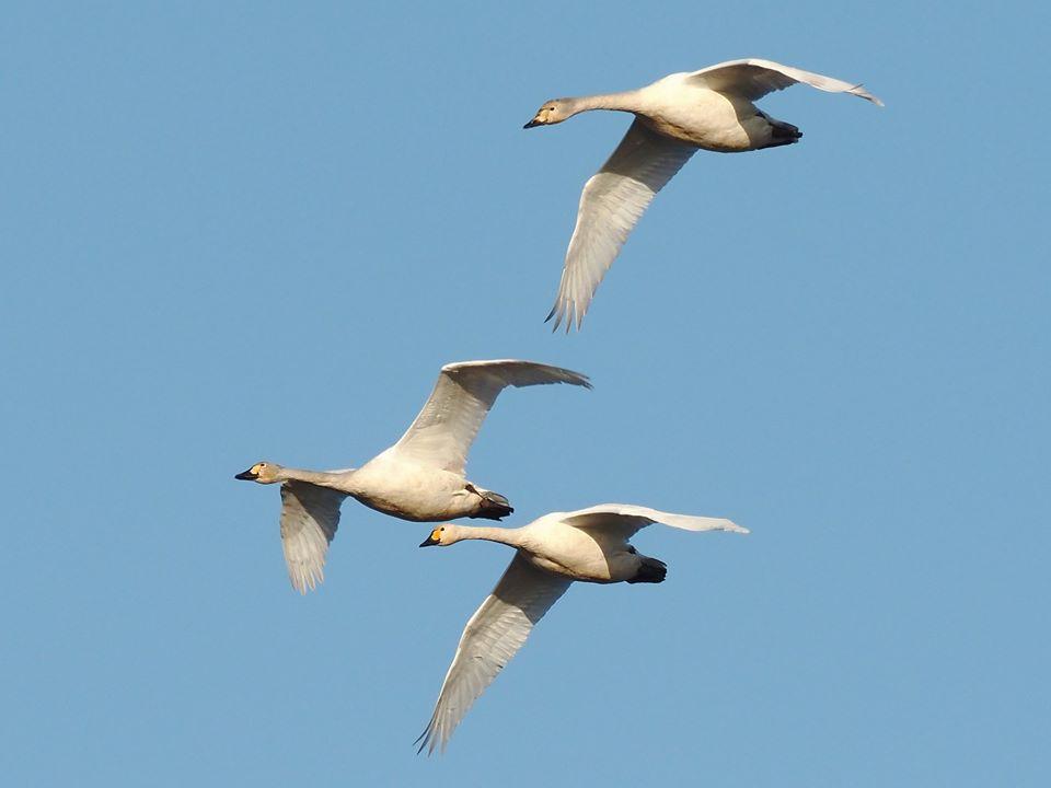 AMBIENTE Nell'oasi naturalistica di San Donato spunta un cigno