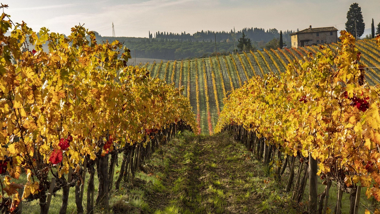 Casa vinicola Ruffino  ‘Acquisti’ a Bolgheri