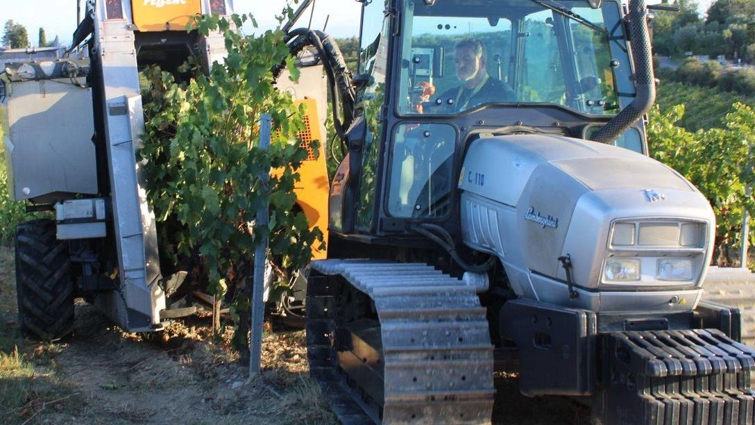 Vendemmia meccanica per un’azienda su due