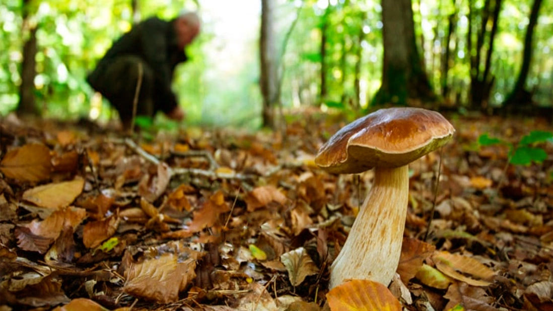 Gemellaggio in difesa dei funghi. Lotta ai cercatori... “portoghesi“