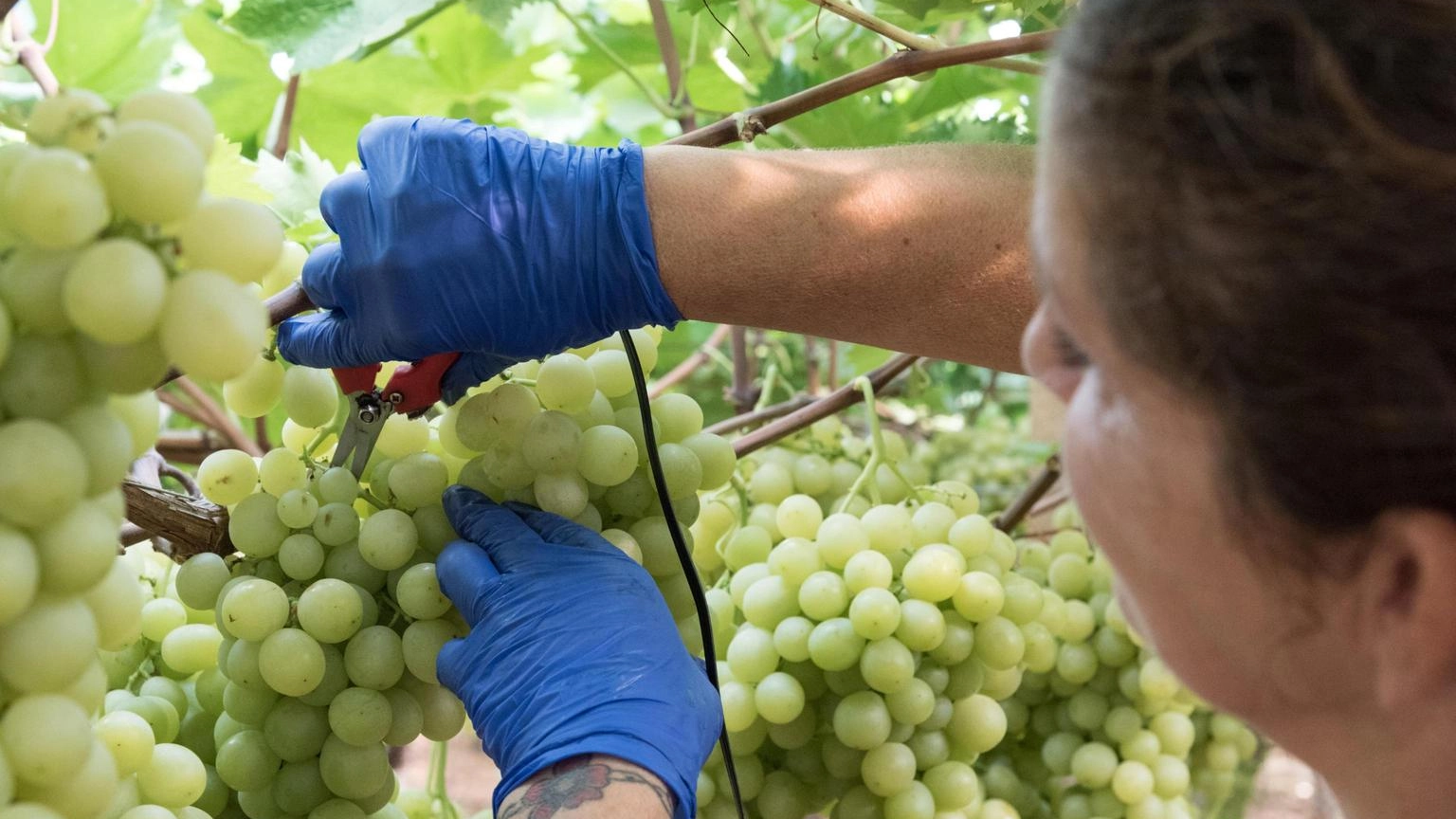 "Agricoltura, più tutele contro il caporalato"