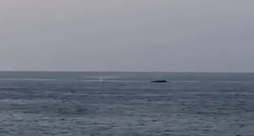 Isola d'Elba, meraviglia al tramonto: due balene davanti a Portoferraio / VIDEO