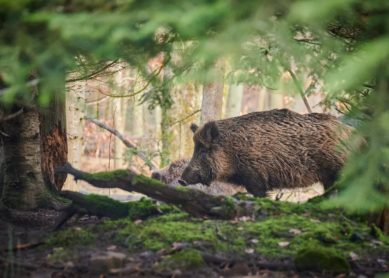 Cattura cinghiale con un cappio e lo lascia morire per soffocamento