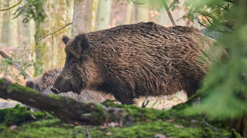 Un cinghiale (foto di repertoio)