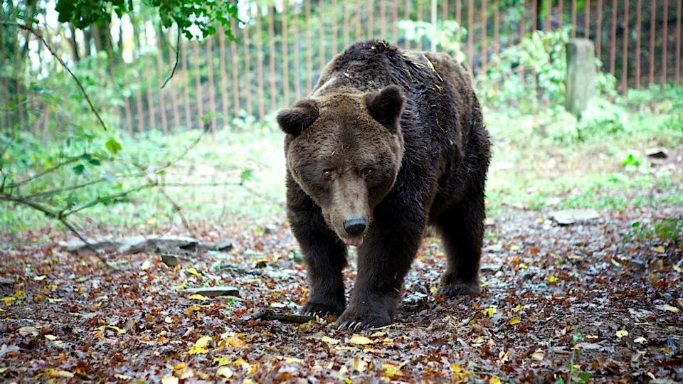 Bruno l'orso