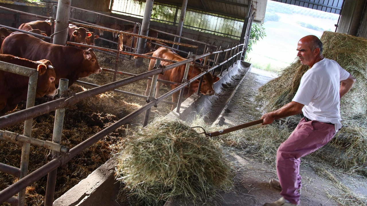 Gli allevatori sono in difficoltà  Stalle roventi e animali assetati  E nei campi si lavora di notte