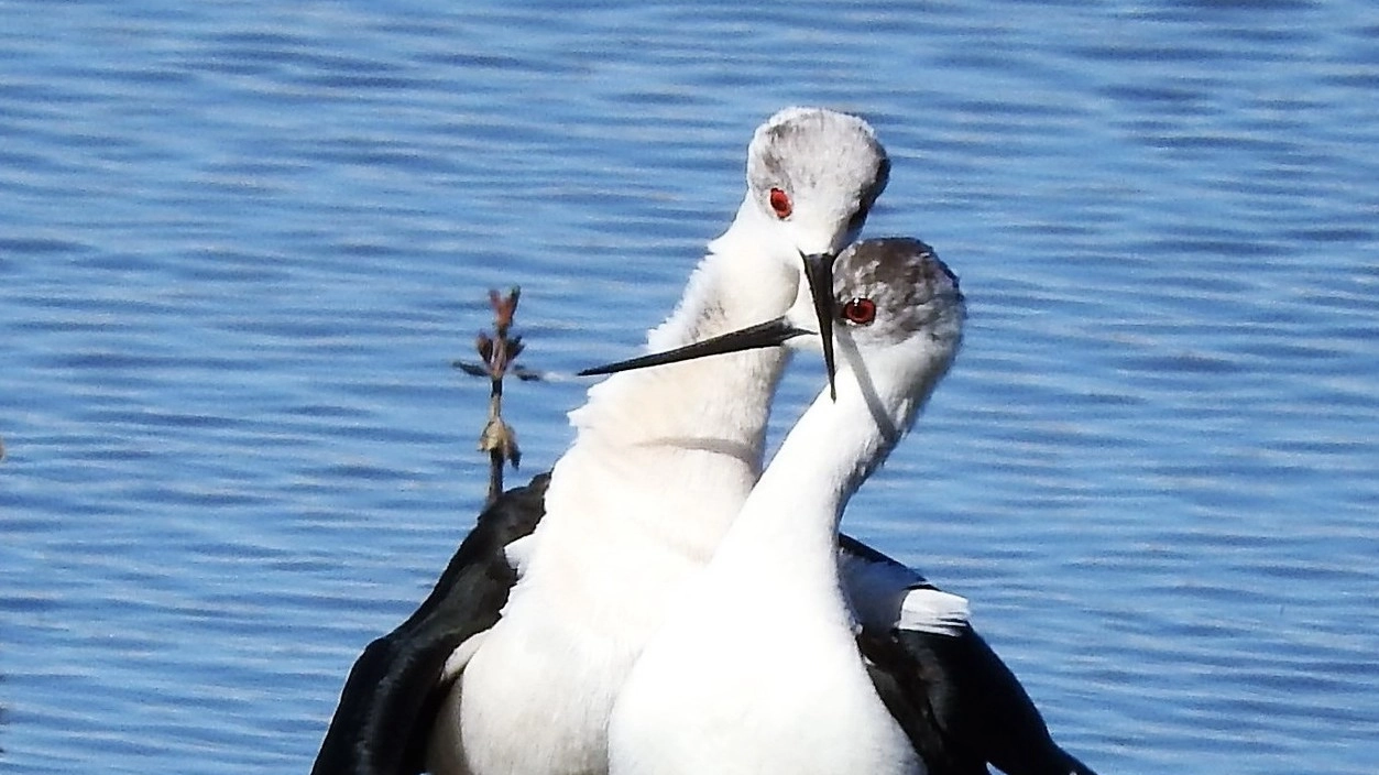 Qui si possono osservare oltre 250 specie diverse di acquatici con migratori che vengono da lontano