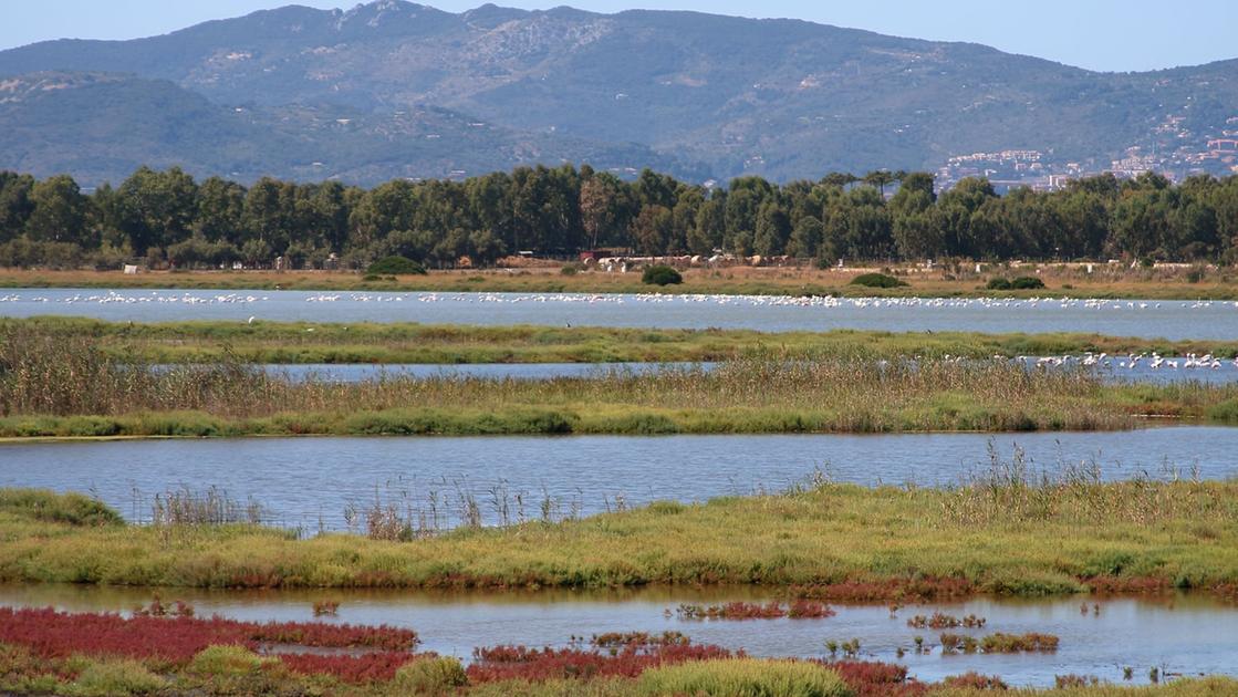 Orbetello invasa dai moscerini, ristoranti chiusi alle 21. L'allarme di  turisti e cittadini: Impossibile passeggiare o cenare all'aperto - la  Repubblica