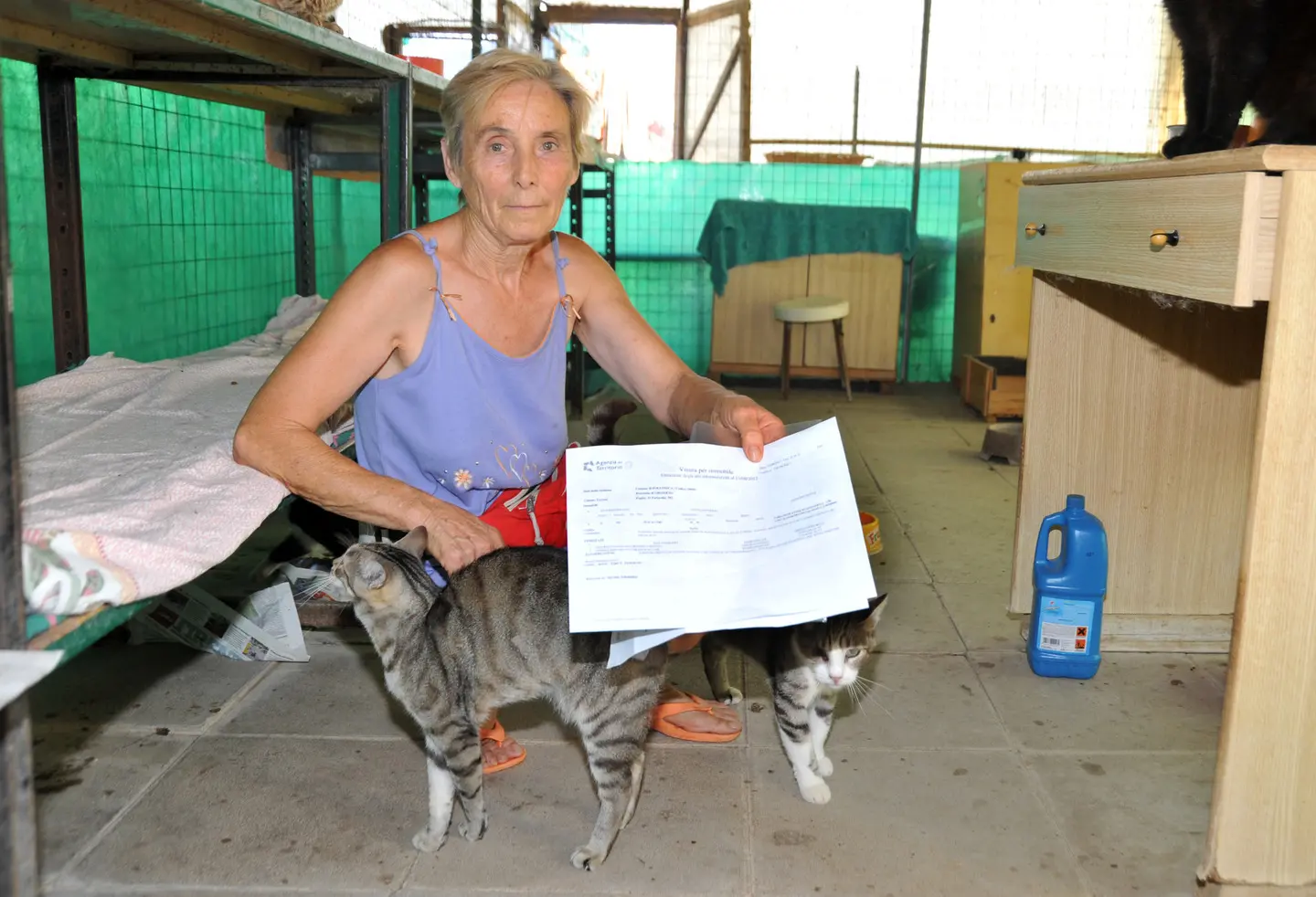 Raid in colonia felina a Follonica, gatto ucciso a bastonate / FOTO